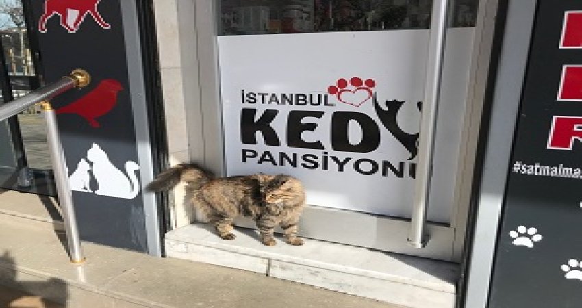 İstanbul  Aksaray Kedi Oteli ve pansiyonu
